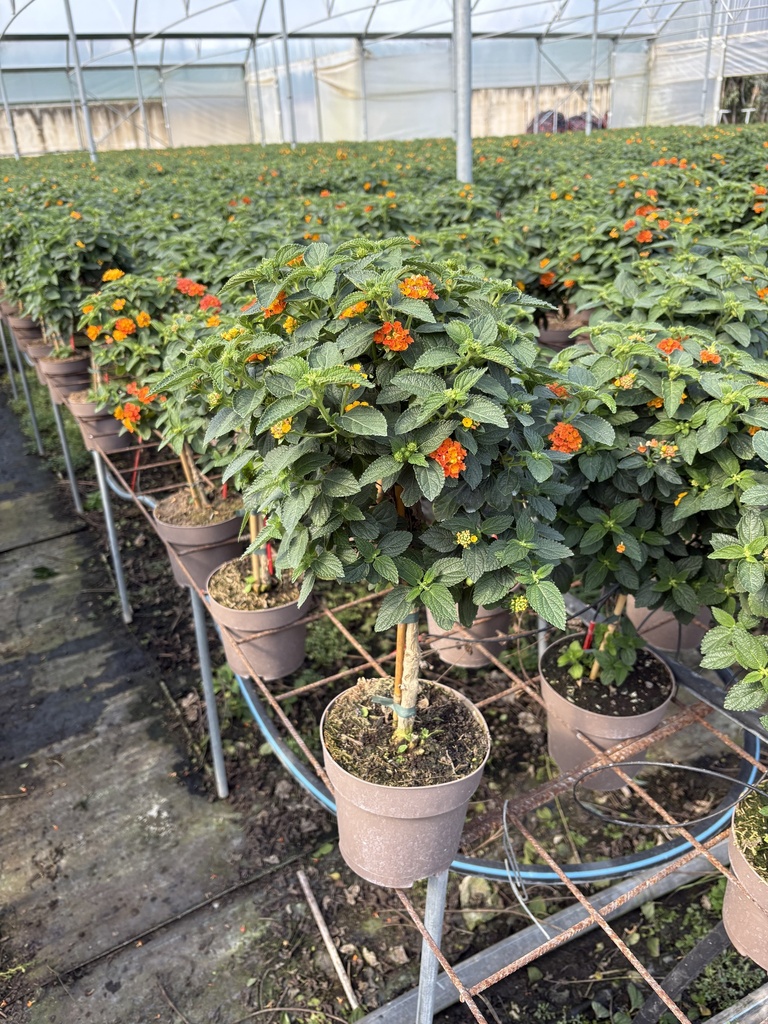 Lantana camara arancio alberello 17