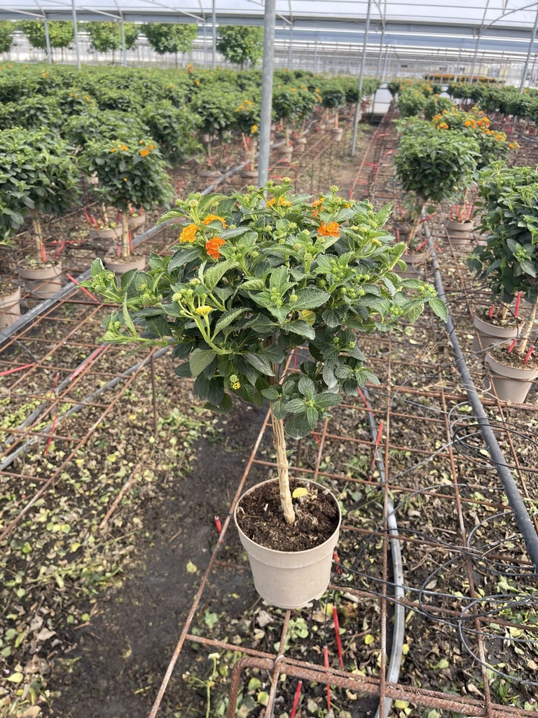 Lantana camara arancio alberello 17