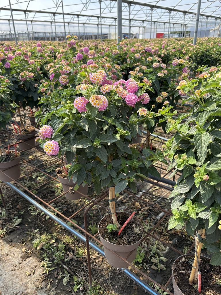 Lantana camara purple stem 17