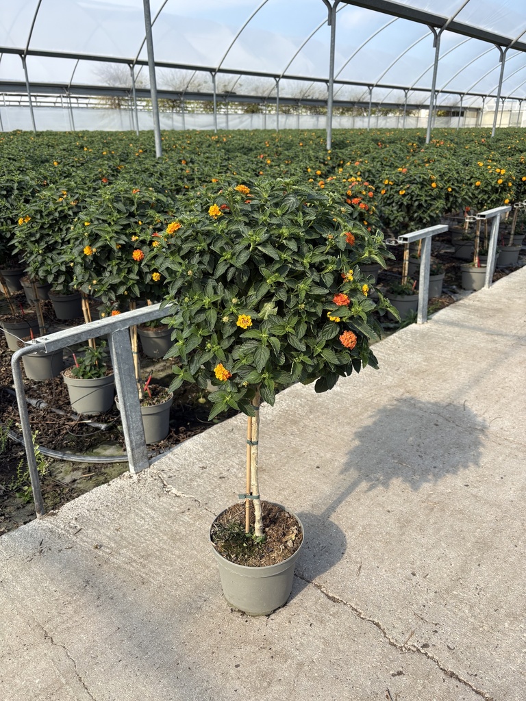Lantana camara arancio alberello 23