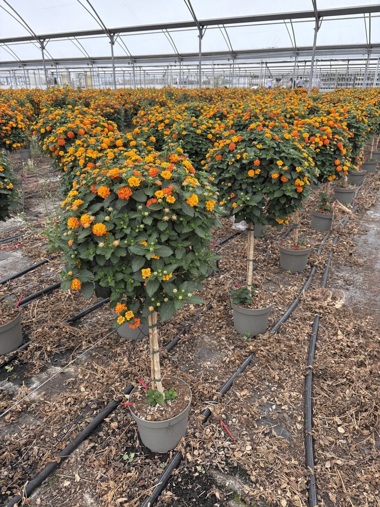 Lantana camara orange stem 23