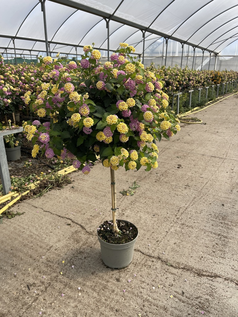 Lantana camara Lila Stamm 23