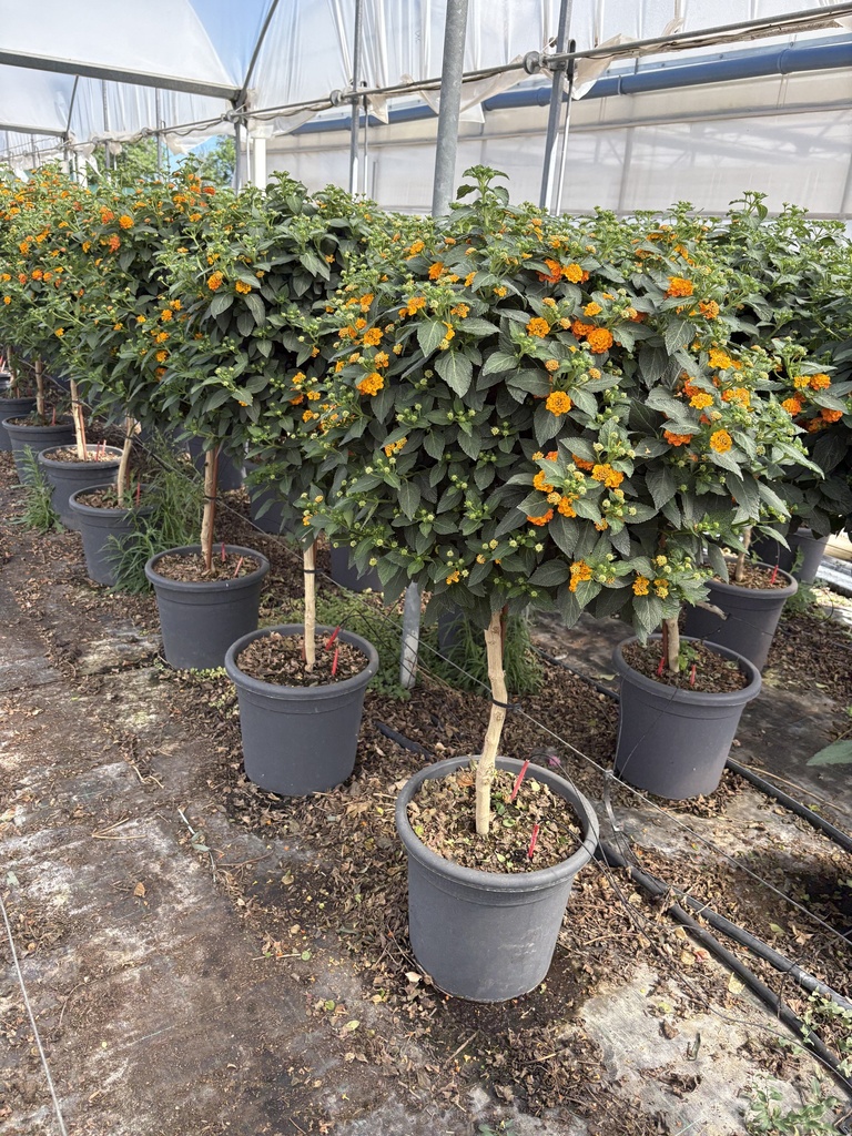 Lantana camara orange stem 33