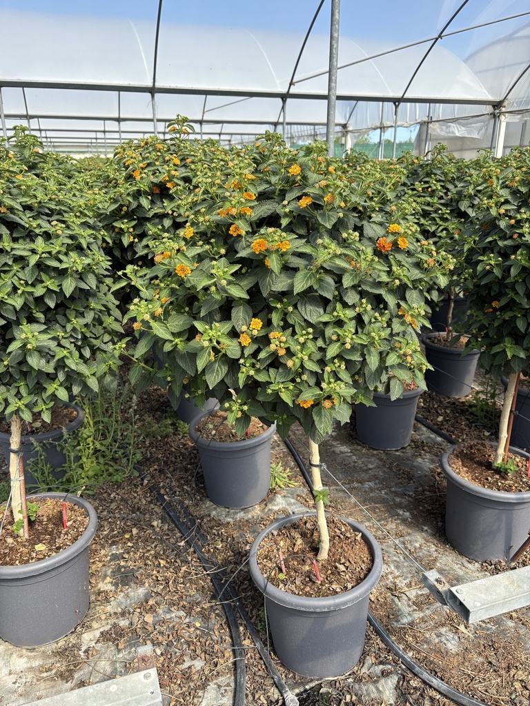 Lantana camara orange stem 33