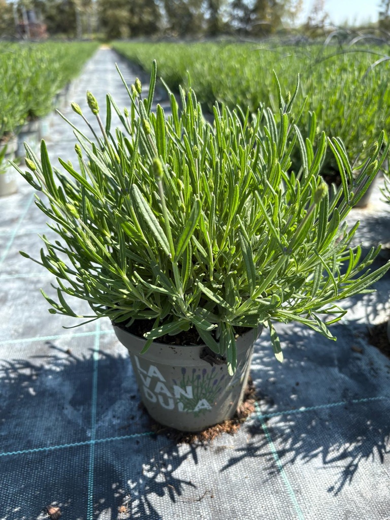 Lavandula hidcote blu cespuglio 14