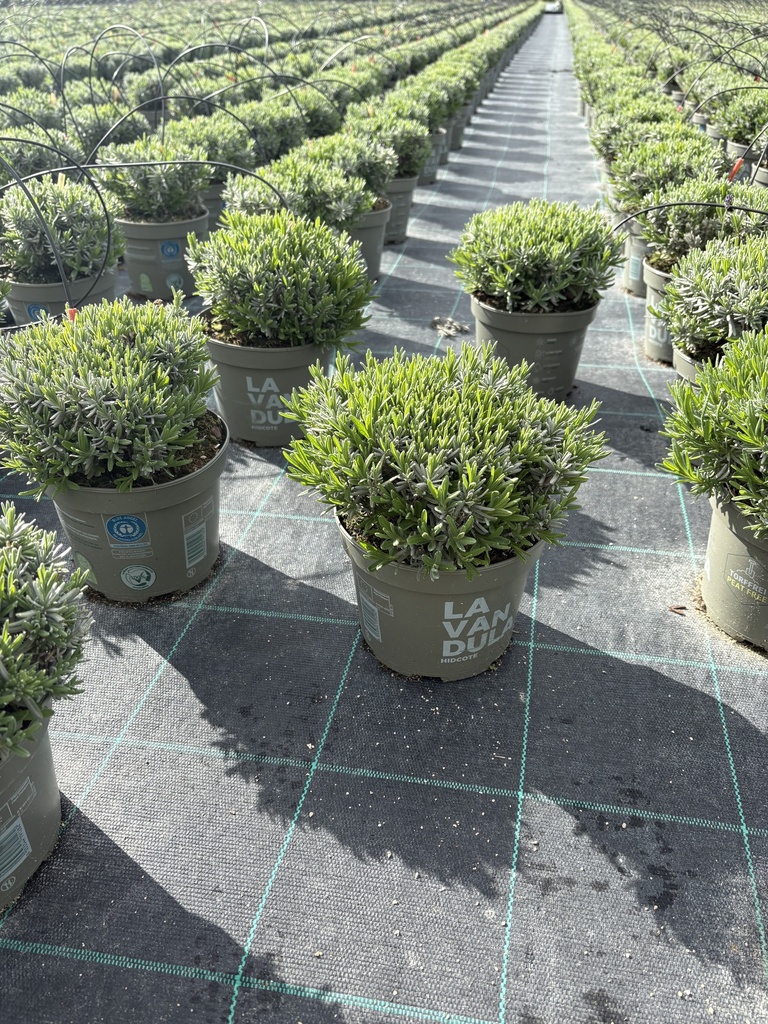 Lavandula hidcote Blau Busch 17