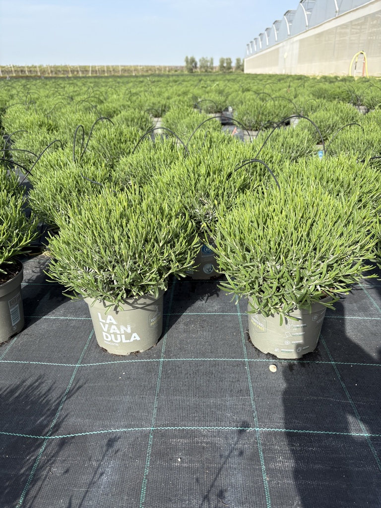 Lavandula hidcote blu cespuglio 17