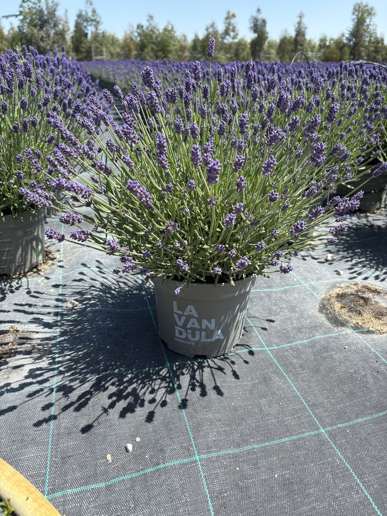 Lavandula hidcote blue bush 17
