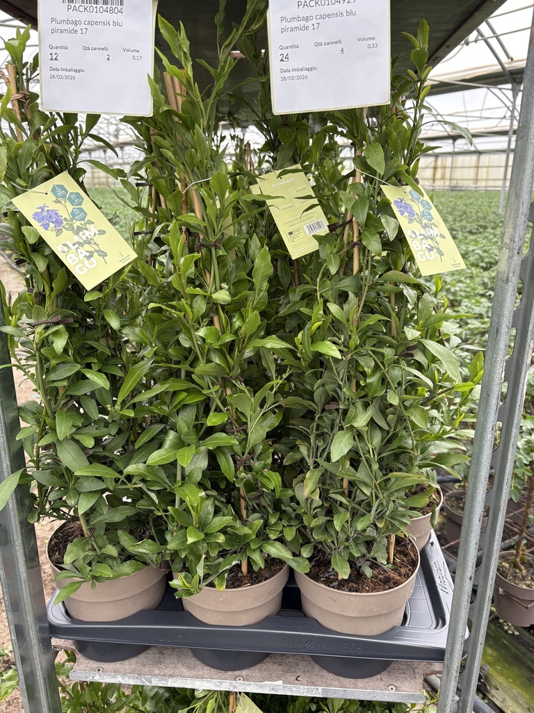 Plumbago capensis Blau Pyramide 17