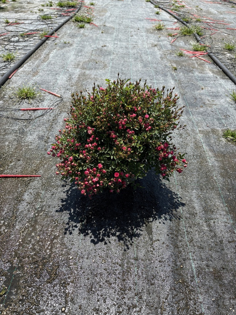 Rosa Lilly Rose bush 17