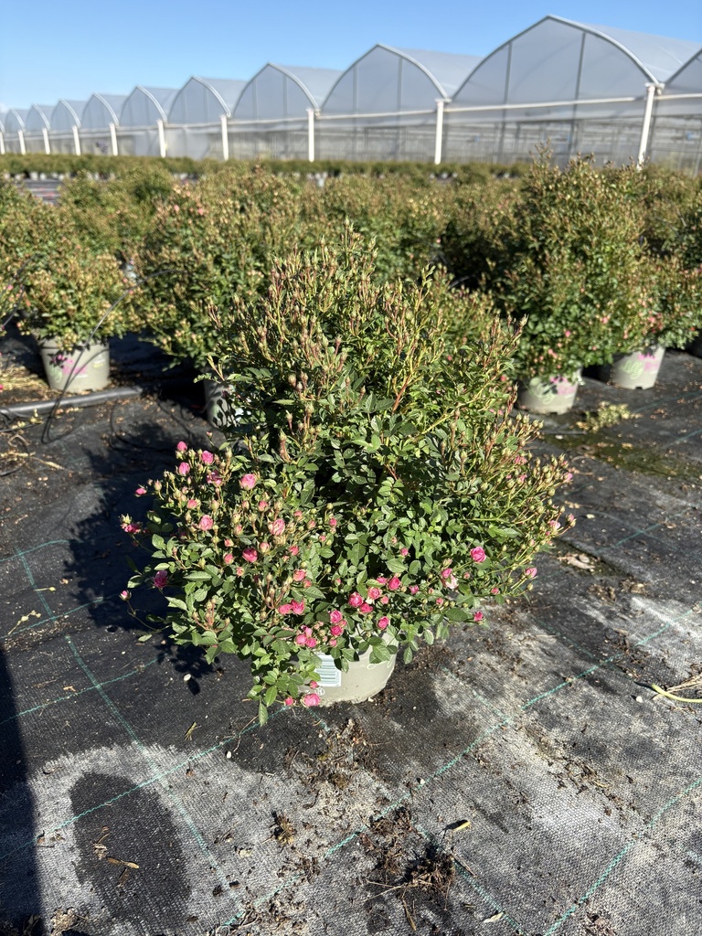 Rosa Lilly Rose cespuglio 17
