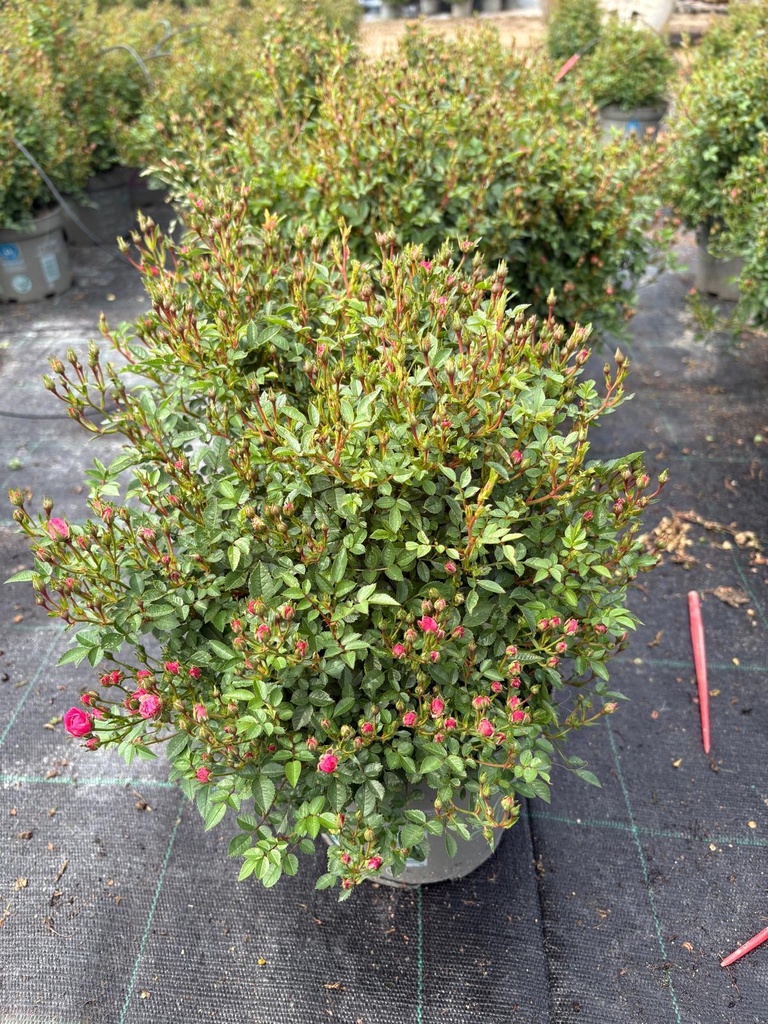 Rosa Lilly Rose cespuglio 17