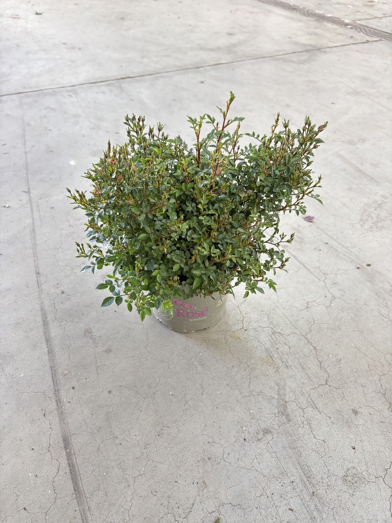 Rosa Lilly Rose cespuglio 17