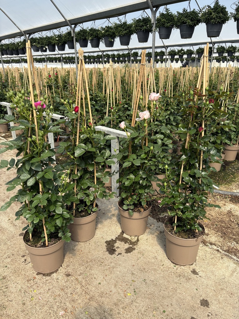 Rosa hybrida Pyramide 21 