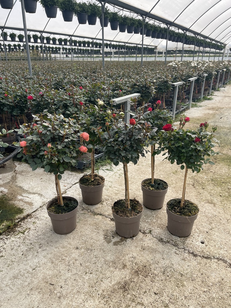 Rosa hybrida stem 17