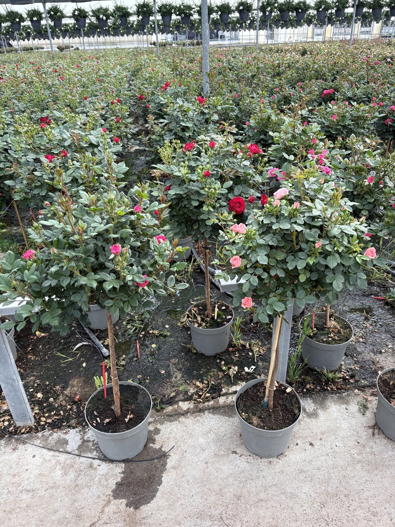 Rosa hybrida alberello 23