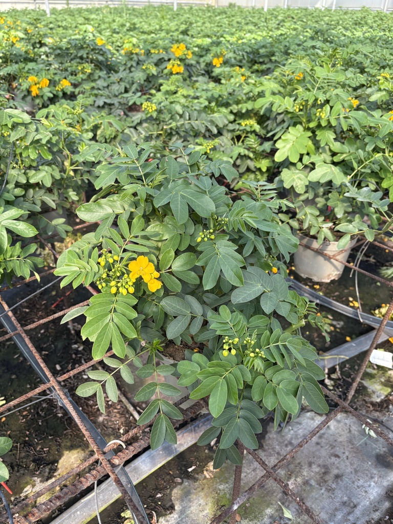 Cassia corymbosa Busch 17
