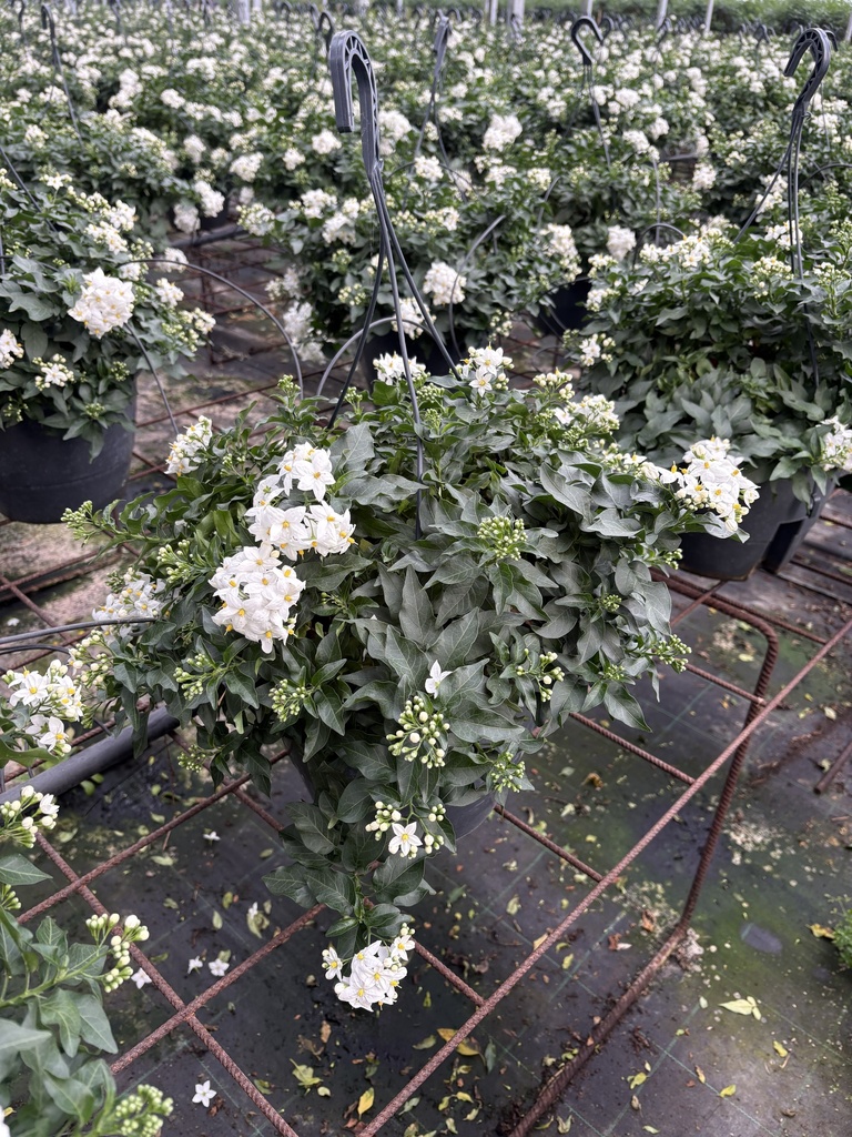 Solanum jasminoides basket 27