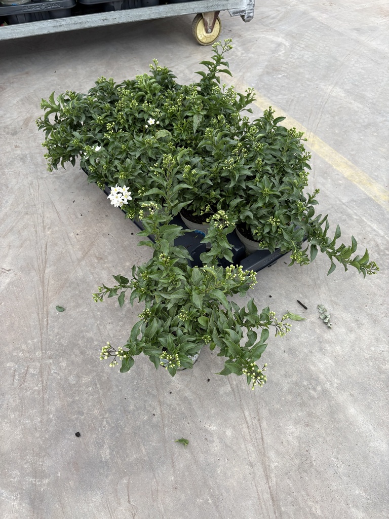 Solanum jasminoides bush 12