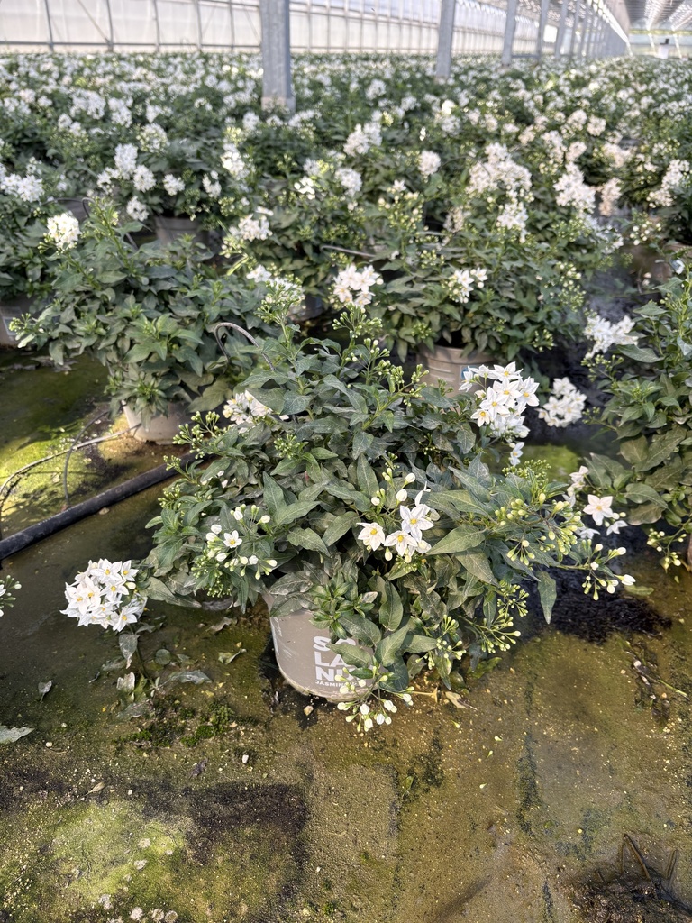 Solanum jasminoides bush 17