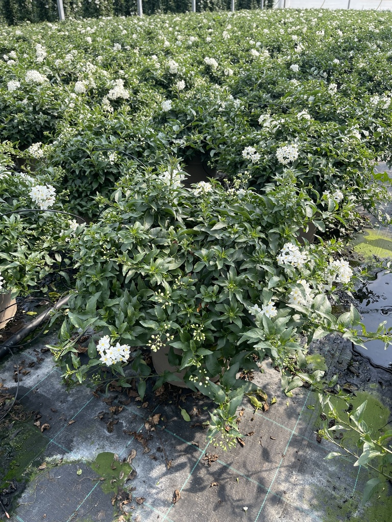 Solanum jasminoides Busch 27