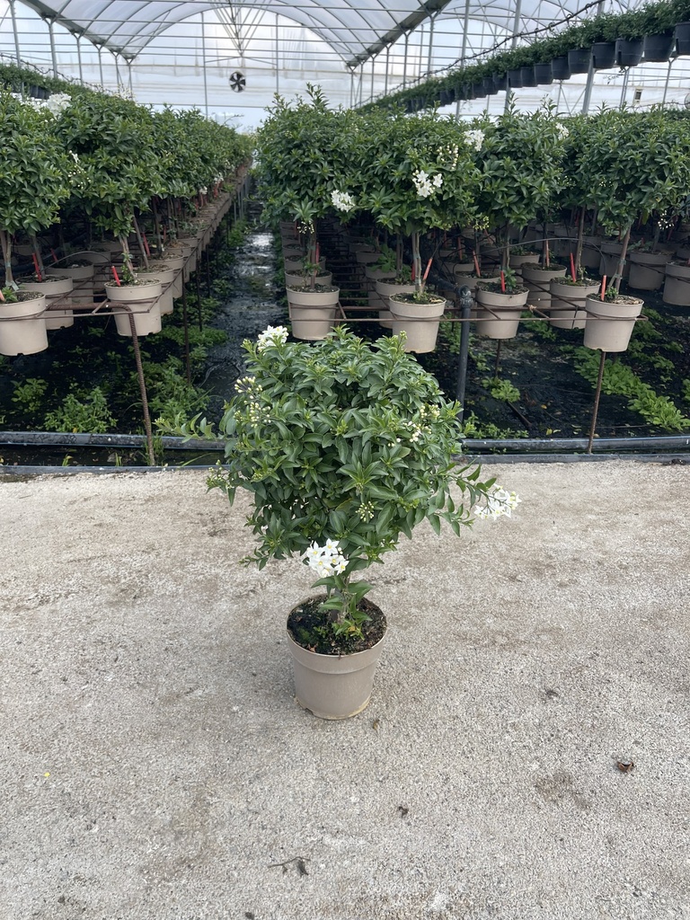 Solanum jasminoides Stamm 17