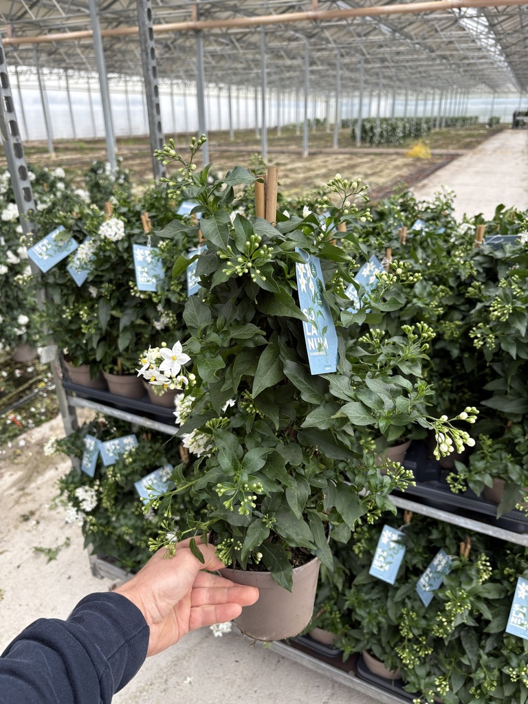 Solanum jasminoides Pyramide 14