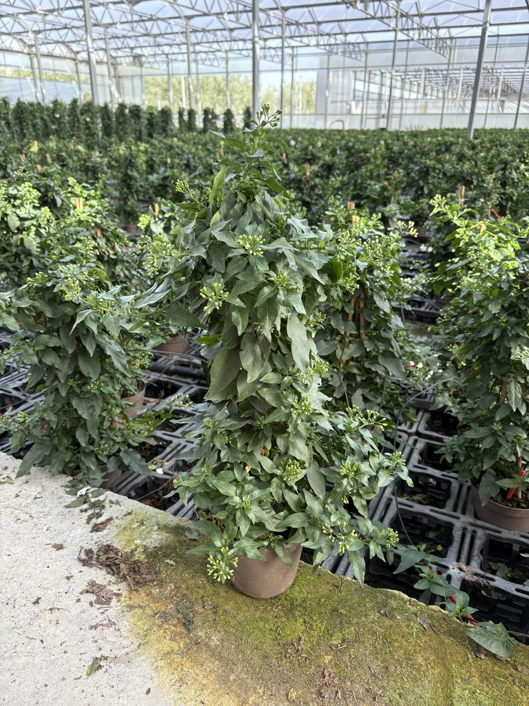 Solanum jasminoides pyramid 14