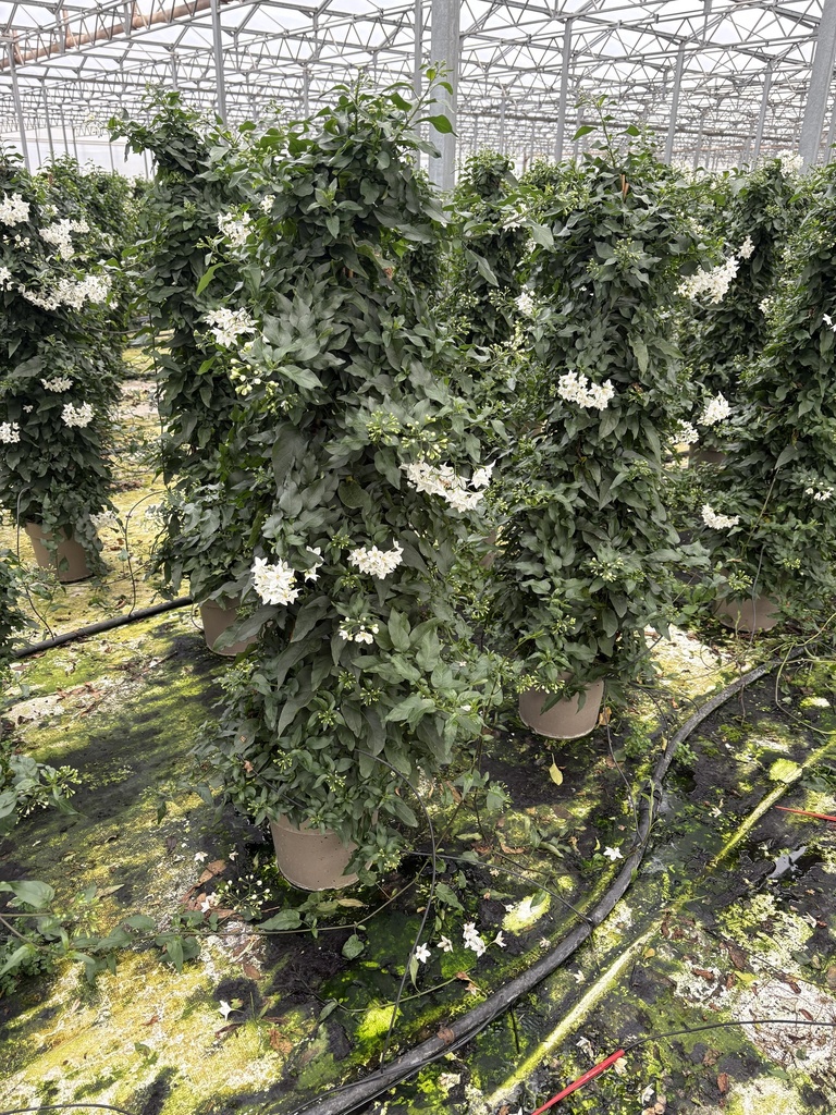Solanum jasminoides Pyramide 21