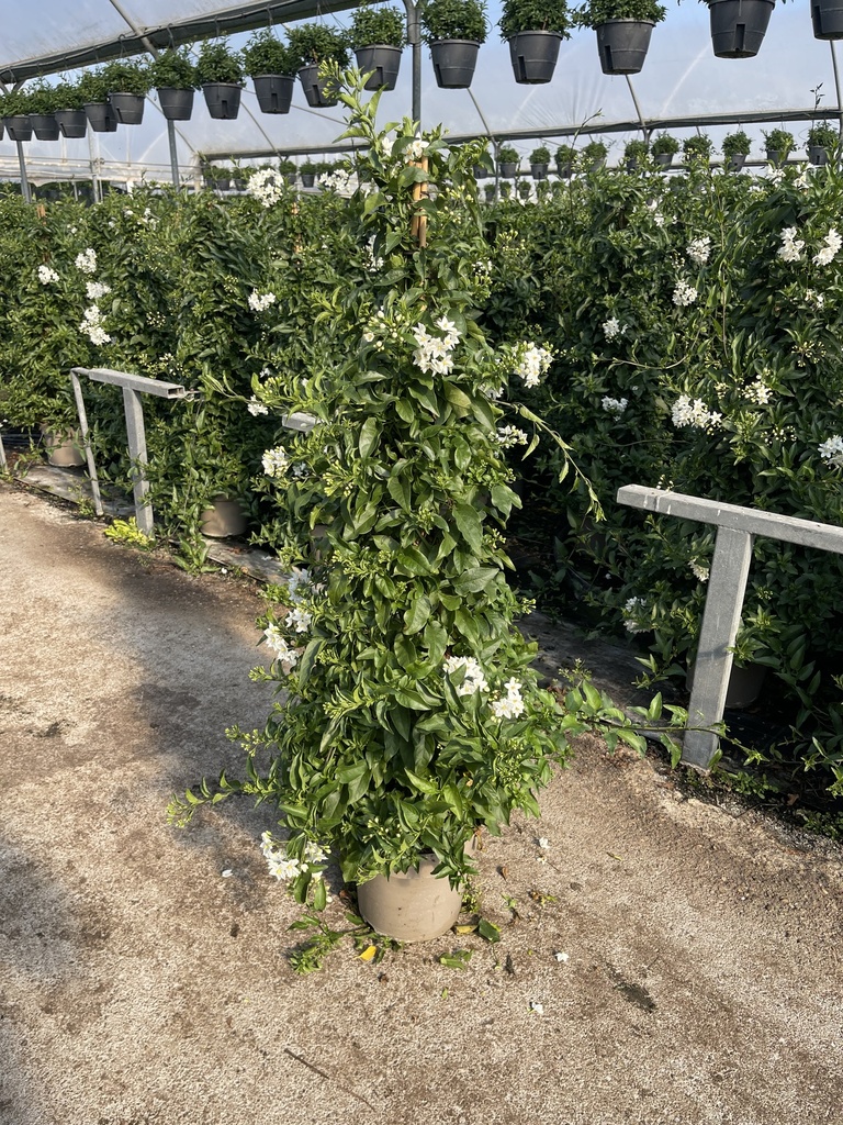 Solanum jasminoides Pyramide 21