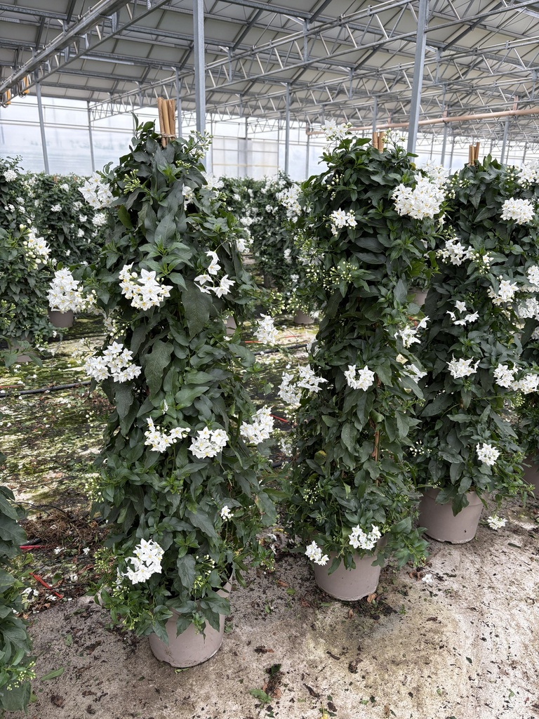 Solanum jasminoides piramide 21