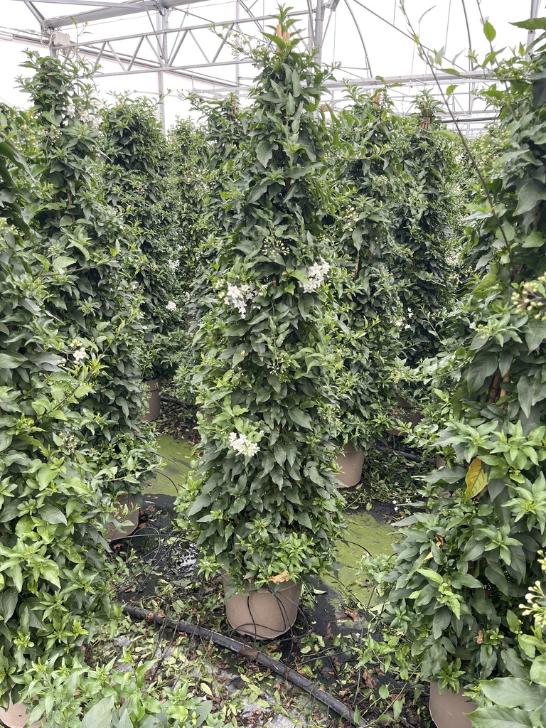 Solanum jasminoides pyramid 27