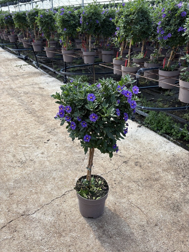 Solanum rantonnetii blu alberello 17