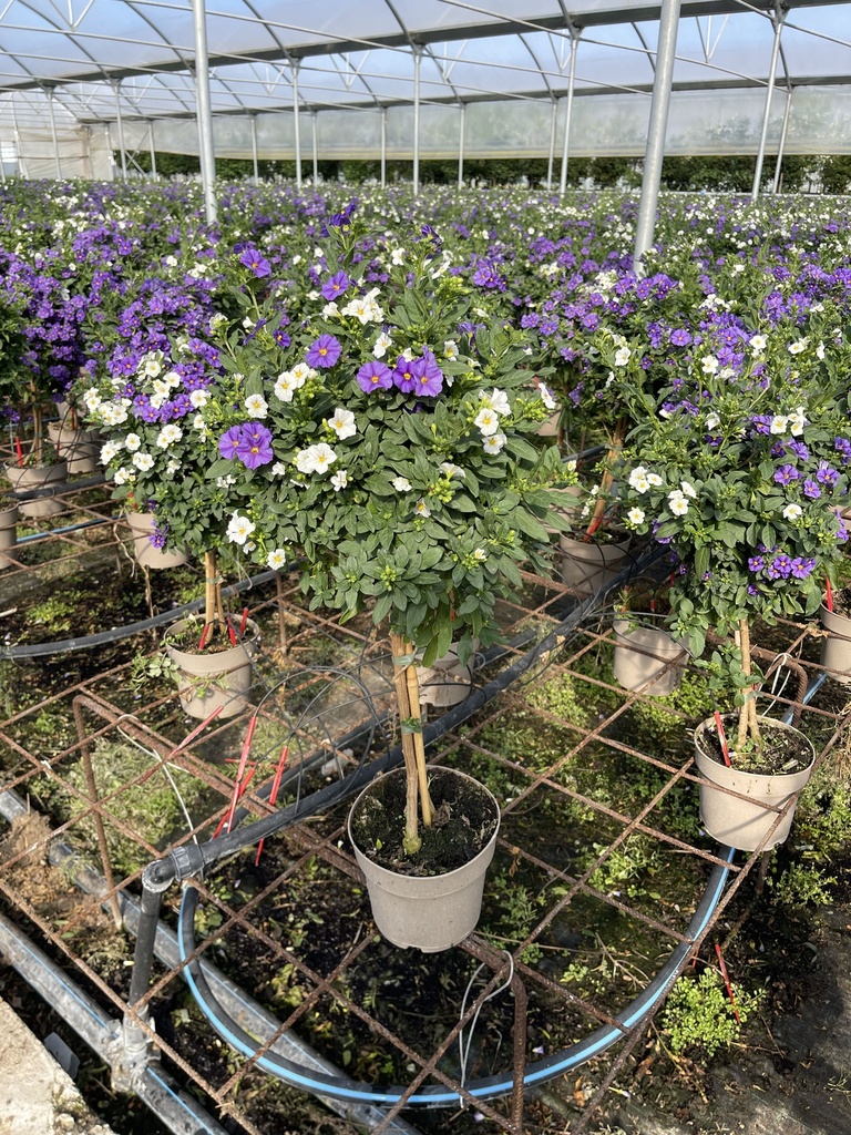 Solanum rantonnetii blue&white stem 17 