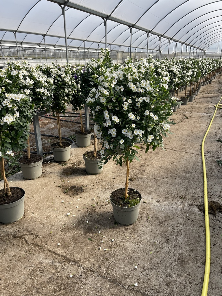 Solanum rantonnetii white stem 23