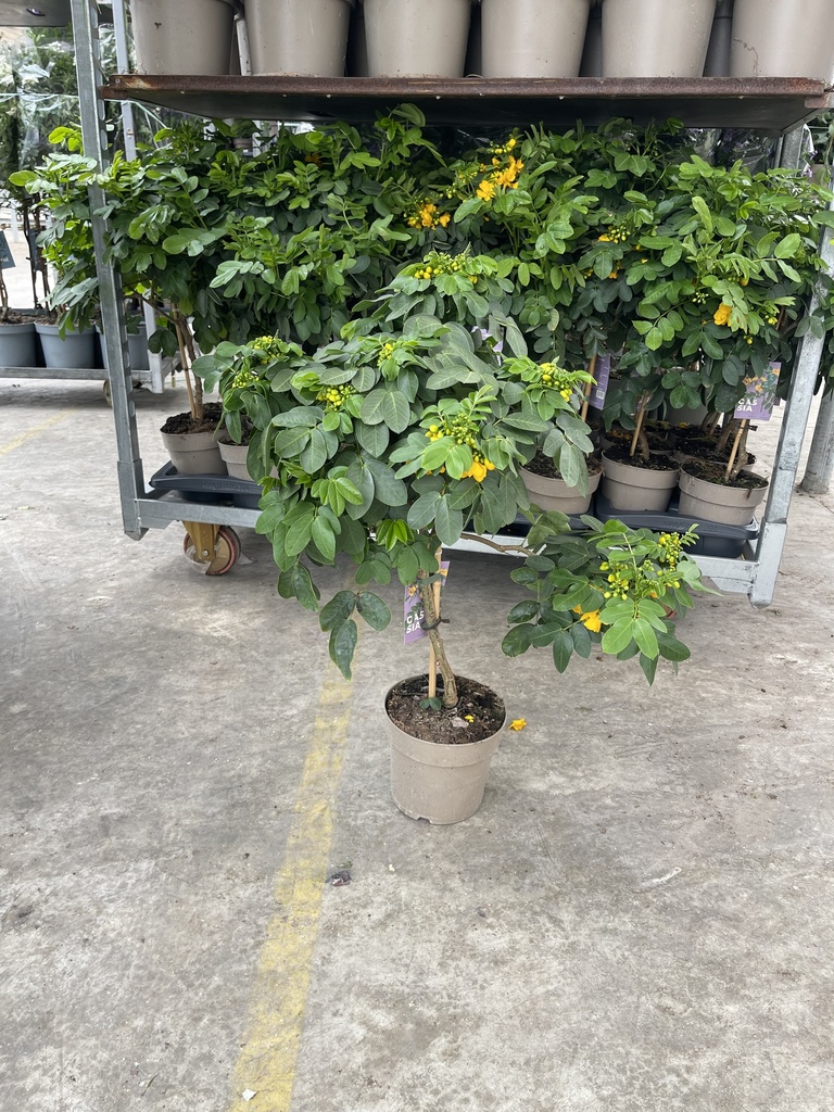 Cassia corymbosa alberello 17