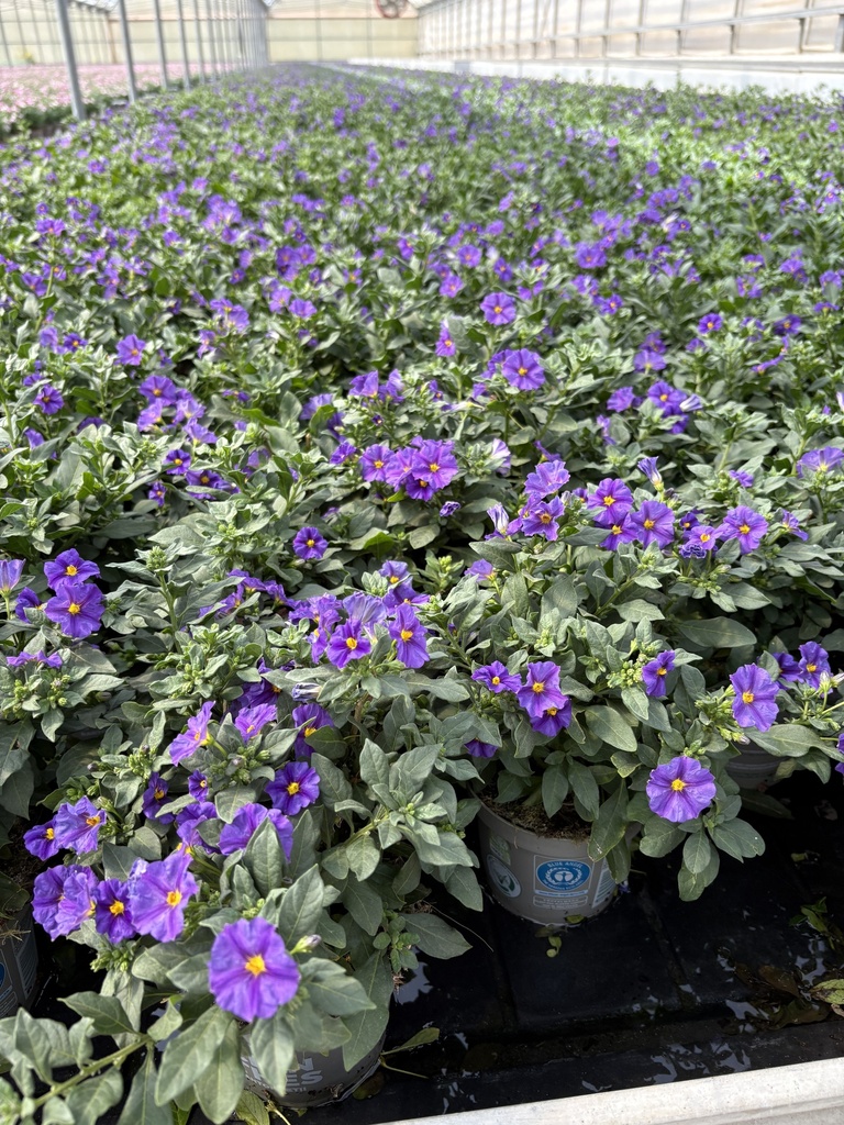 Solanum rantonnetii Blau Busch 12 