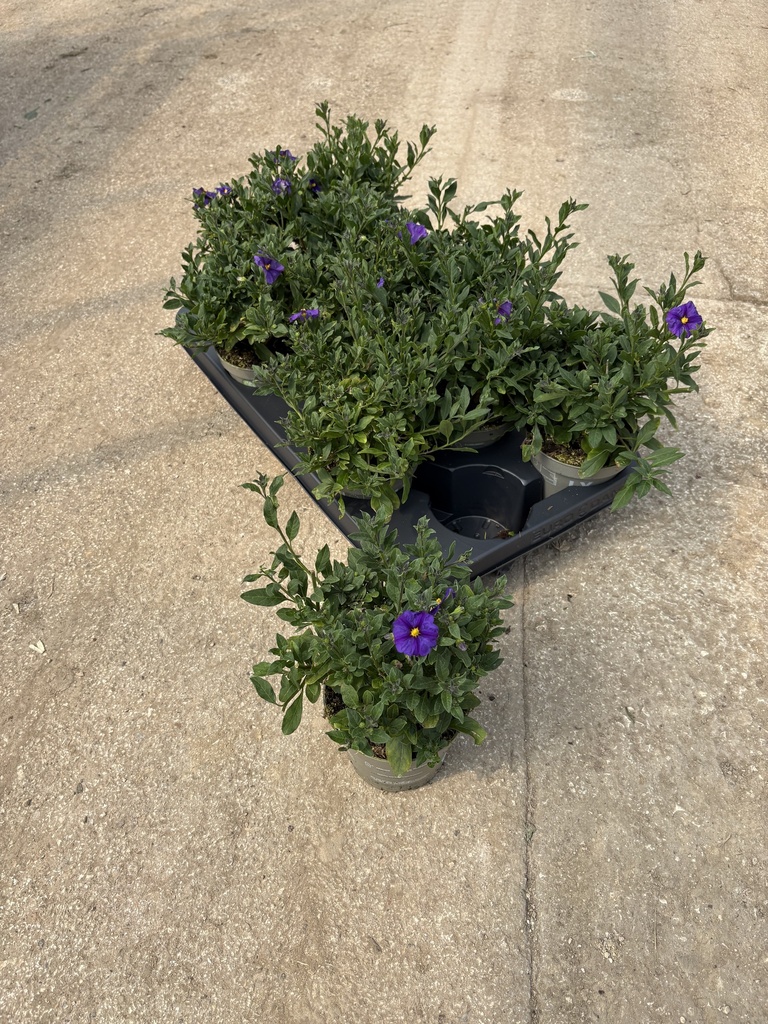 Solanum rantonnetii blue bush 12 