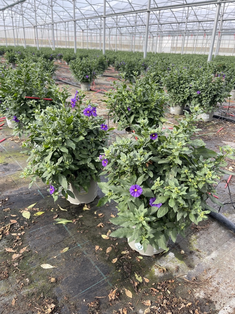 Solanum rantonnetii Blau Busch 17