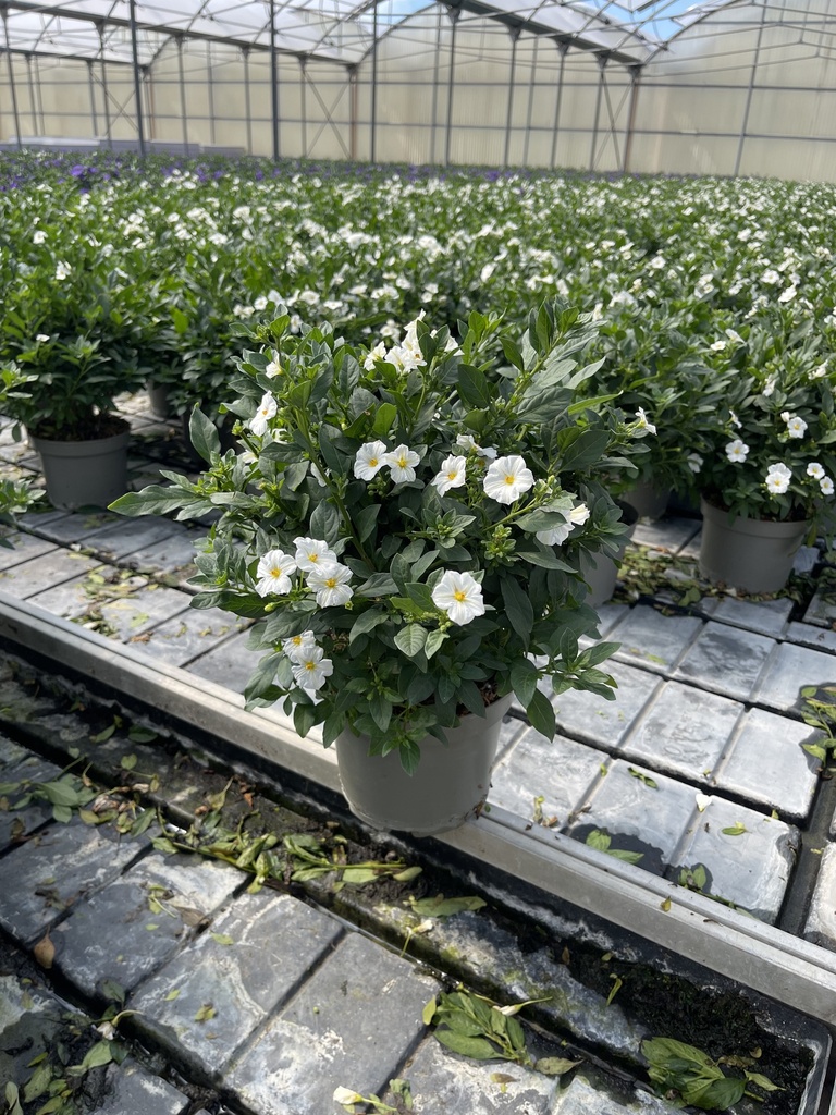 Solanum rantonnetii Weiss Busch 17 