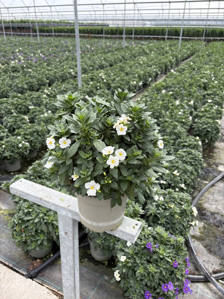 Solanum rantonnetii Weiss Busch 17 