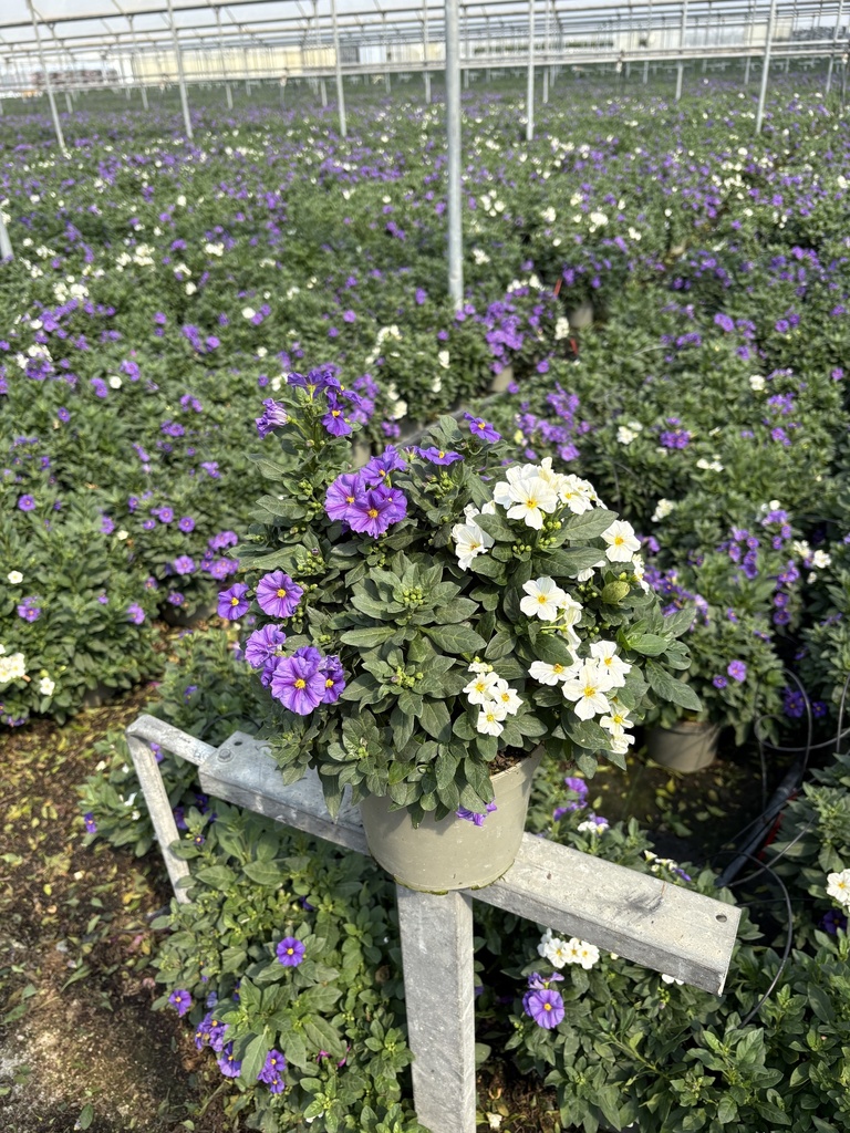 Solanum rantonnetii blu/bianco cespuglio 17