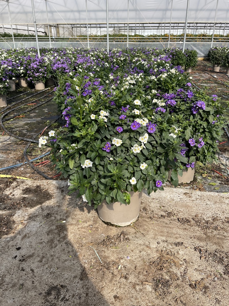 Solanum rantonnetii Blau/Weiss Busch 27