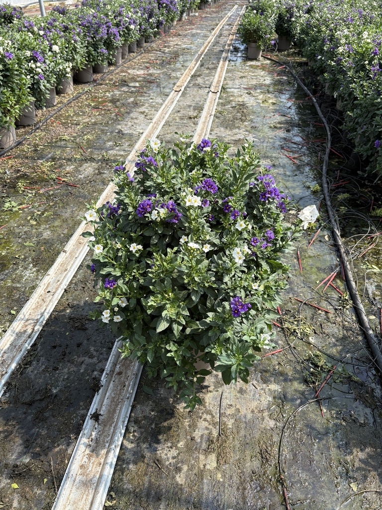 Solanum rantonnetii blue&white bush 27