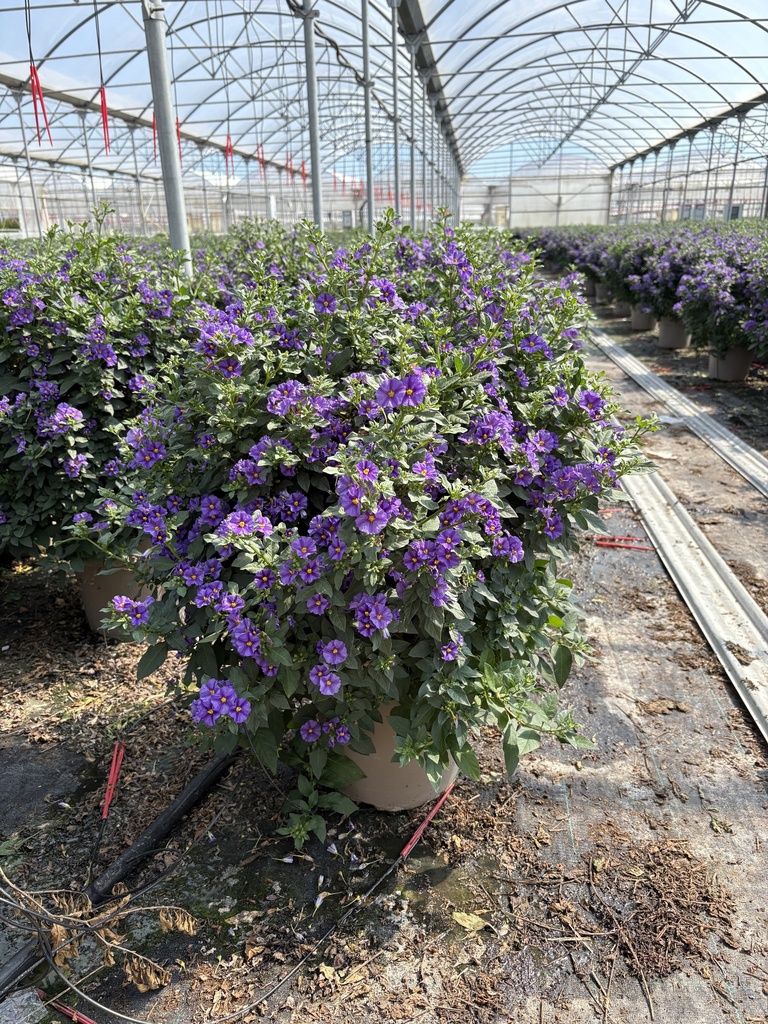 Solanum rantonnetii blu cespuglio 27