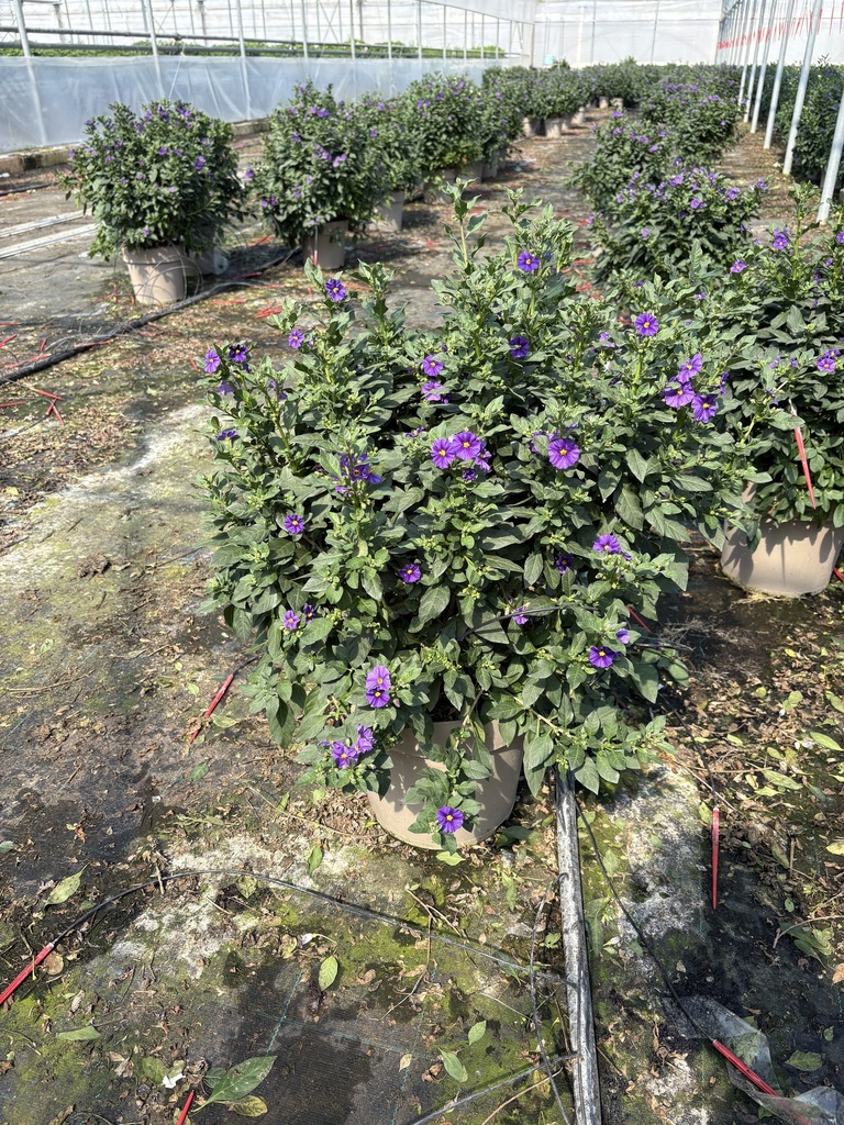 Solanum rantonnetii blue bush 27 