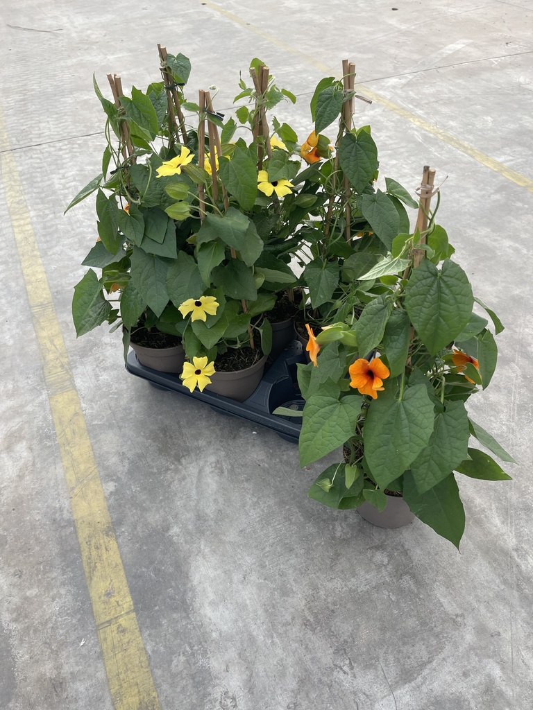 Thunbergia alata Pyramide 14