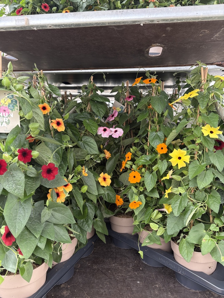 Thunbergia alata pyramid 17