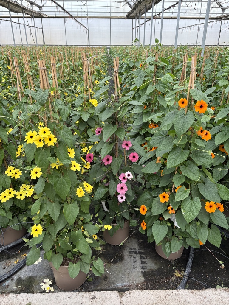 Thunbergia alata Pyramide 21