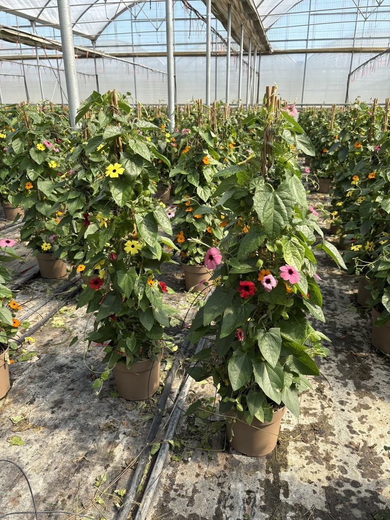 Thunbergia alata mehrfarbig Pyramide 21 